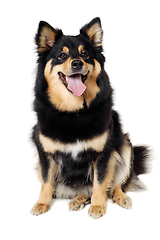 Image showing Happy Finnish Lapphund dog sitting on a white background