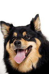 Image showing Happy Finnish Lapphund dog resting on a white background