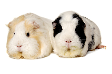 Image showing Two Guinea pigs on a clean white background