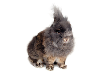 Image showing Rabbit isolated on white background