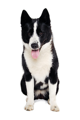 Image showing Happy karelian bear dog sitting on a clean white background