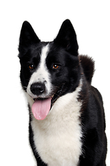 Image showing Happy karelian bear dog on a clean white background