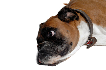 Image showing Happy boxer dog on a white background