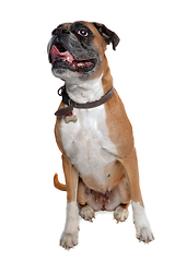 Image showing Happy boxer dog on a white background