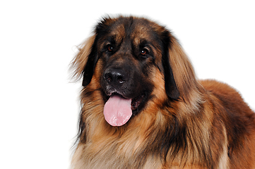 Image showing Leonberger dog is resting on a clean white background