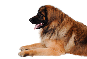 Image showing Leonberger dog is resting on a clean white background