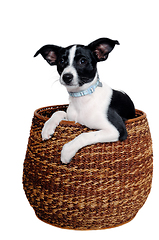 Image showing Happy Rat terrier puppy dog is playing in a basket, taken on a w