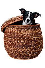 Image showing Happy Rat terrier puppy dog is playing in a basket, taken on a w