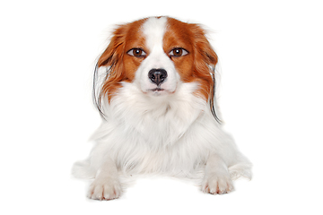 Image showing therianthrope Kooiker dog with human eyes