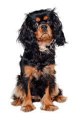 Image showing Sad Cavalier King Charles Spaniel dog