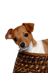 Image showing Happy Jack Russell-terrier dog