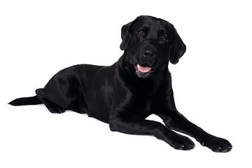 Image showing Happy balck labrador retriever dog 