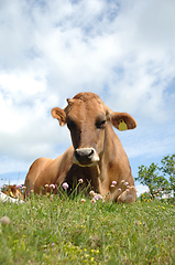 Image showing Face of sad cow resting on green grass