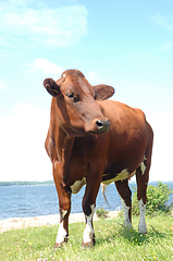 Image showing Cow standing on green grass