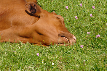 Image showing Cow is sleeping on green grass