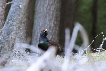 Image showing capercaillie in breeding season