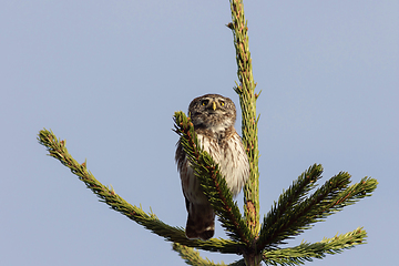 Image showing closeup of eurasian pygmy owl