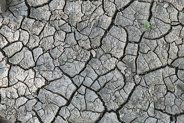 Image showing dry earth texture