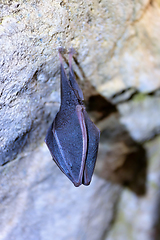 Image showing greater horseshoe bat