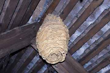 Image showing huge european wasp nest