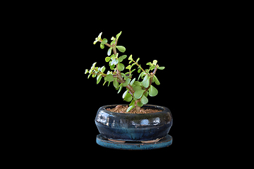 Image showing Portulacaria afla bonsai on dark background
