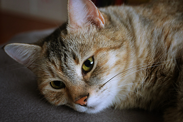 Image showing tabby cat portrait