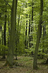Image showing french oak and beech forest 