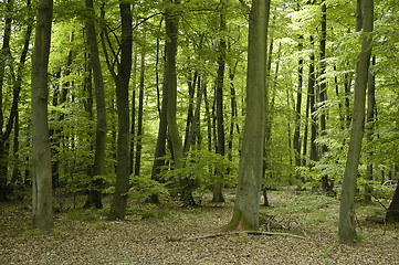 Image showing french oak and beech forest trees