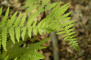 Image showing Fern leaves into a french forest 