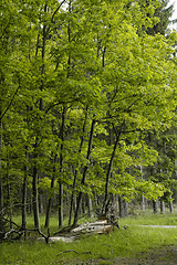 Image showing beech forest edge in France