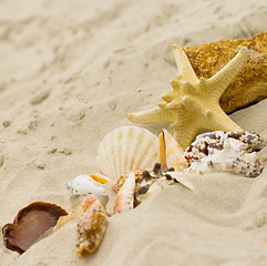 Image showing starfish and shells