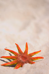 Image showing red starfish