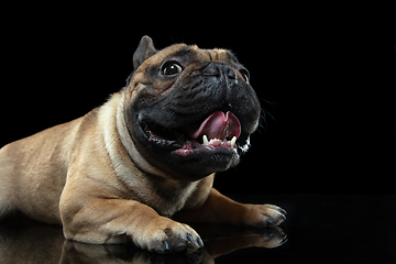 Image showing Young French Bulldog is posing. Cute doggy or pet is playing, running and looking happy isolated on black background.