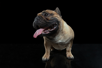 Image showing Young French Bulldog is posing. Cute doggy or pet is playing, running and looking happy isolated on black background.