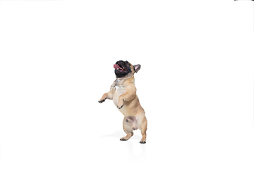 Image showing Young French Bulldog is posing. Cute doggy or pet is playing, running and looking happy isolated on white background.