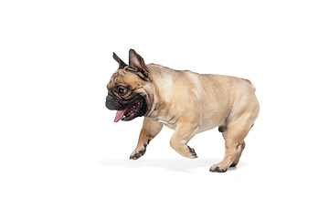 Image showing Young French Bulldog is posing. Cute doggy or pet is playing, running and looking happy isolated on white background.