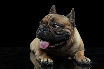 Image showing Young French Bulldog is posing. Cute doggy or pet is playing, running and looking happy isolated on black background.