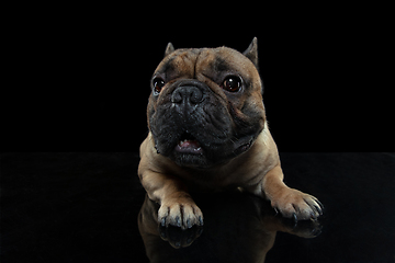 Image showing Young French Bulldog is posing. Cute doggy or pet is playing, running and looking happy isolated on black background.