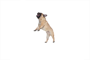 Image showing Young French Bulldog is posing. Cute doggy or pet is playing, running and looking happy isolated on white background.