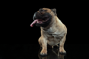 Image showing Young French Bulldog is posing. Cute doggy or pet is playing, running and looking happy isolated on black background.