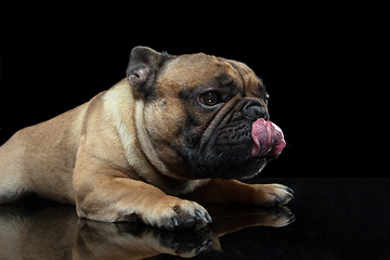 Image showing Young French Bulldog is posing. Cute doggy or pet is playing, running and looking happy isolated on black background.