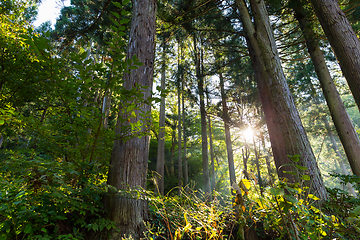 Image showing Green forest with sunlight