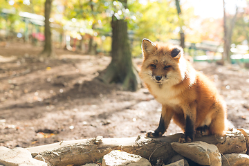 Image showing Red fox at outdoor