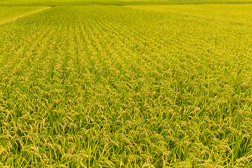 Image showing Paddy rice field