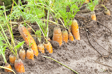 Image showing Ripe orange carrot