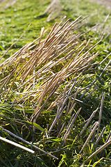 Image showing Rice varieties field in Farming Planting season