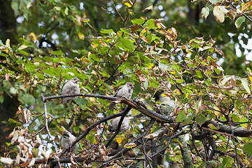 Image showing autumn natural background