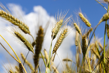 Image showing Agricultural field