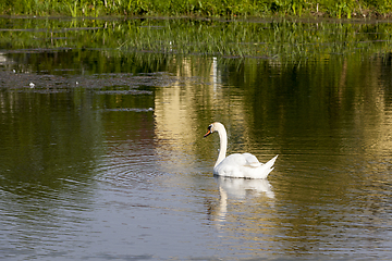 Image showing young white swan