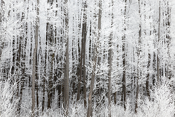 Image showing Winter forest